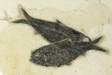 Multiple Fossil Fish (Knightia) Plate - Wyoming #251866-4